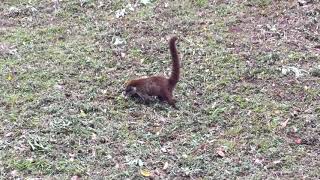 A pizote in the Maya rainforest, Guatemala