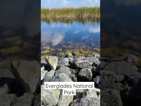 Video: Hvad er producenterne i Everglades?