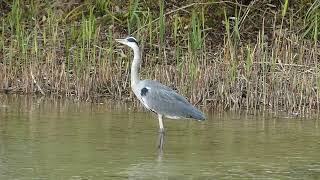 Grey Heron on a windy day - Graureiher an einem windigen Tag