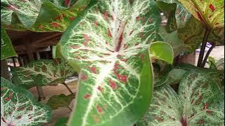 BUNGA KELADI GINGERLAND|| harga dari 40.000-125.000