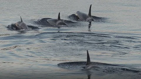 Resident Orcas pass SookePoint in the early morning.