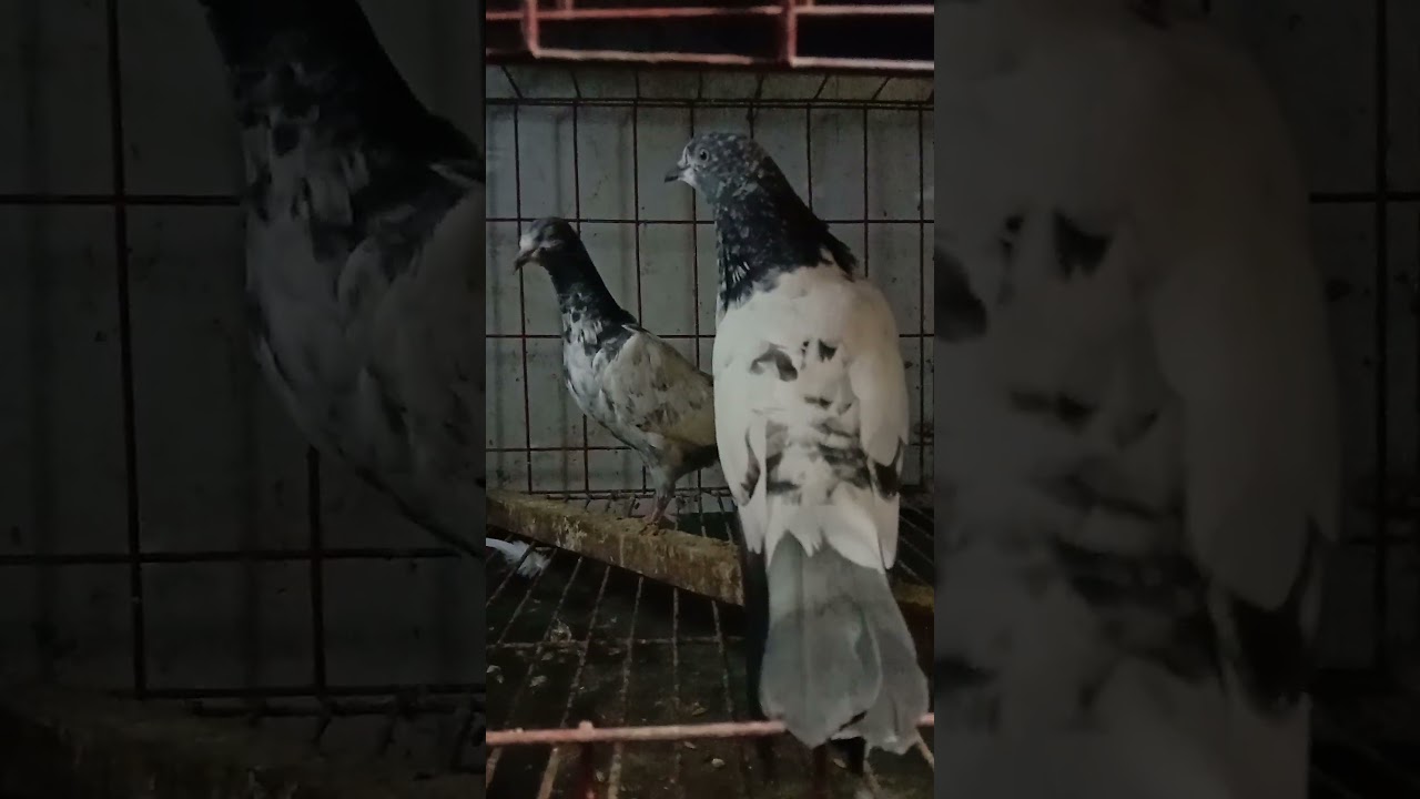 Giribaz Pigeon