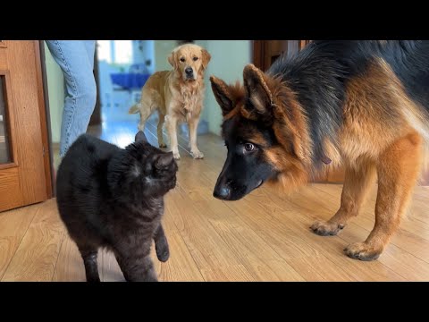 初対面の犬とねこ  