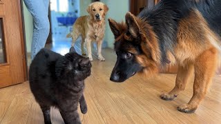 German Shepherd Puppy Meets a Cat For The First Time