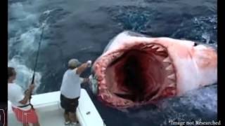 Megalodon Shark Caught on Tape 2014 - BEST CLIPS OF THE YEAR!