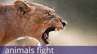 snake fight to death, cobra fight, King Cobra vs Black Mamba fight   YouTube screenshot 2