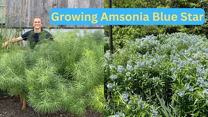 아름다운 블루스타 식물, Amsonia를 키워보세요!