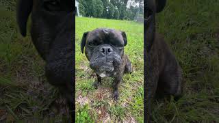 #funny #dog #frug #canecorso #trend #trending #animallovers #animals #viralshorts #cute #lol #lmao