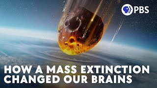 How a Mass Extinction Changed Our Brains by PBS Eons 461,739 views 1 year ago 12 minutes, 57 seconds