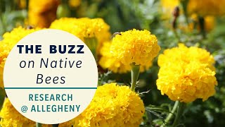 The Buzz on Native Bees: Research @ Allegheny Profile