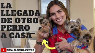 La llegada de un NUEVO perro a mi casa  Tips by Natalia Ospina