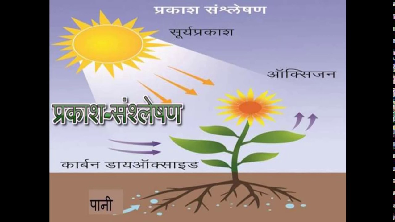 what is the hindi meaning of word photosynthesis