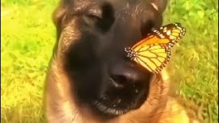 Собака с бабочкой на носу в хорошем качестве