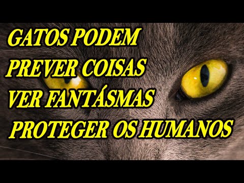 Vídeo: Seu gato pode prever o tempo?