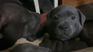 This Blue/Black Staffy Puppy can Climb anything! by Julian Jones 496 views 3 years ago 1 minute, 30 seconds