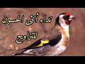 تغريد أنثى الحسون جاهزة للتزاوج 