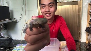 Rùa cổ rắn - Snake-necked turtle | loài rùa gây sợ hãi khi mới chơi | PPeng_TV