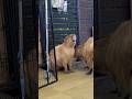 Yawwwn 💤😴 #capybara #capybaracafe #cappiness #shinjuku #animalcafe
