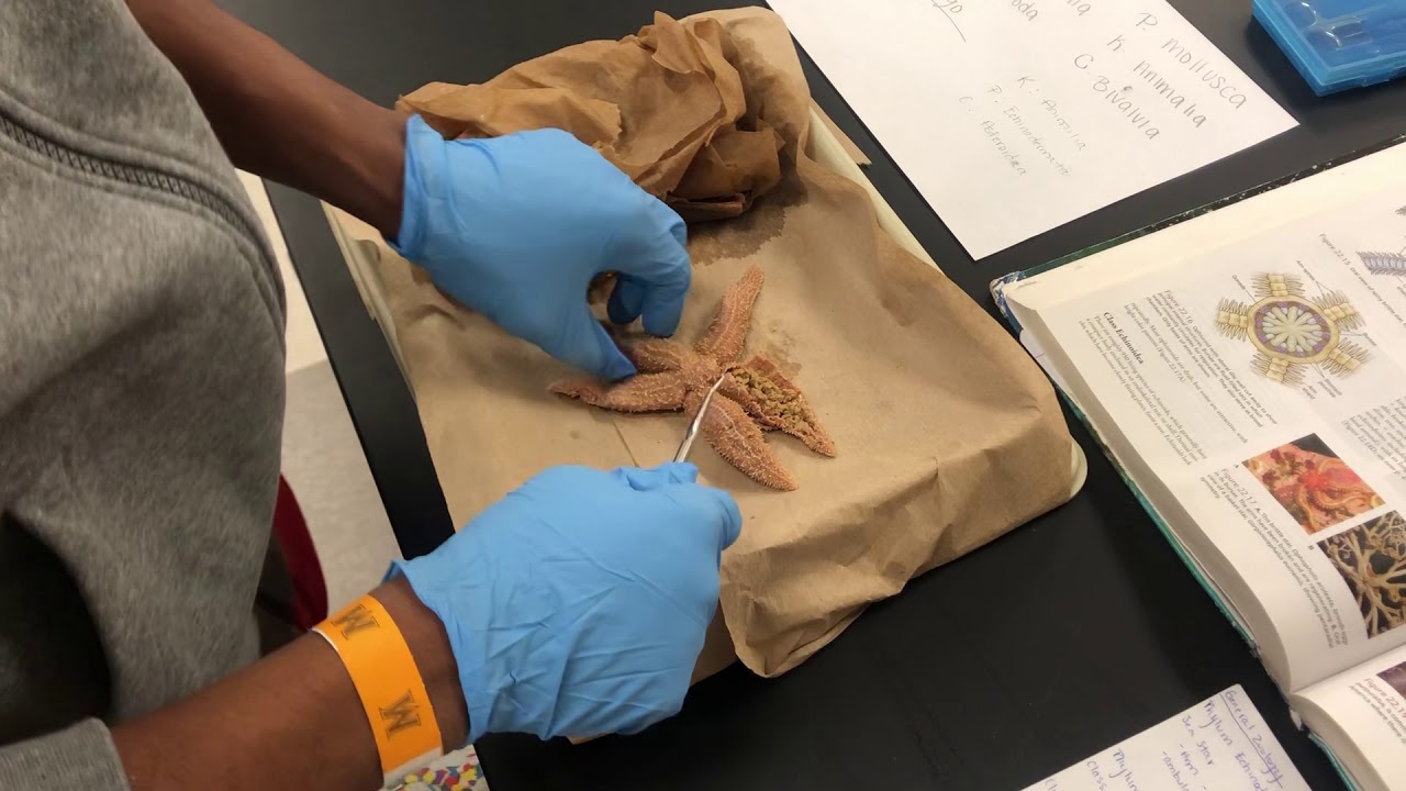 General zoology sea star dissection - YouTube