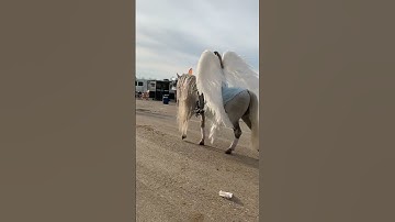 Midwest Horse Fair 2025 #horse #midwesthorsefair