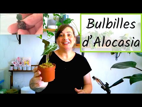 Vidéo: Planter des bulbilles : que sont les bulbilles et comment faire pousser des plantes à partir de bulbilles ?