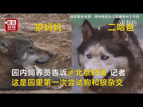 “狗生”圆满的哈士奇 娶了头母狼现在还当了爹