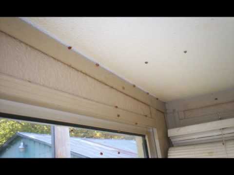 Ladybugs Take Over My House Youtube