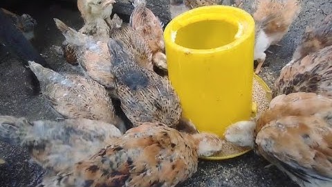 Nuôi gà vào tháng nào để bán tết hợp lý