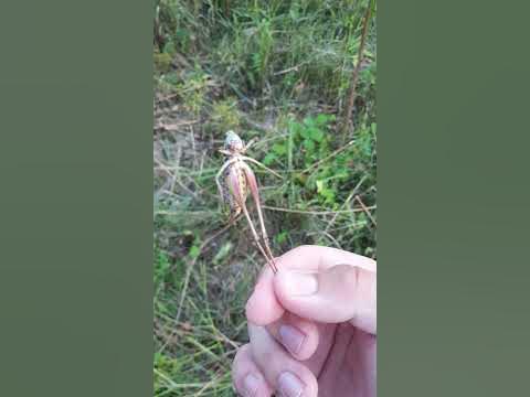 Пума Саранча