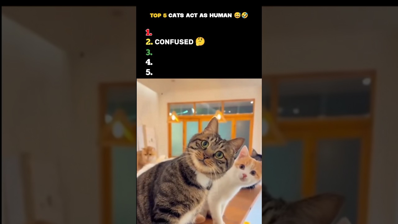 CATS DID what human actually did 🤣😂