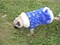 Cute pug with mini schnauzer dressed up in boots trying to shake them off