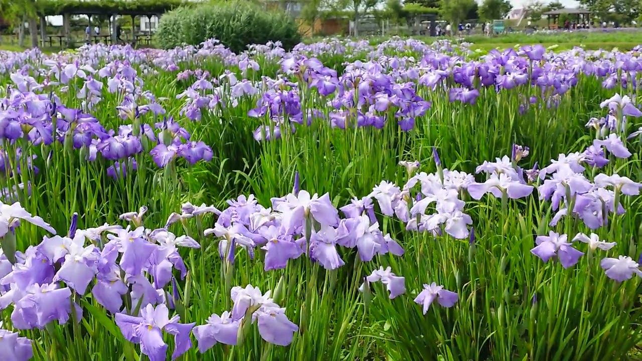 薄紫と濃い紫の花菖蒲 【水郷佐原あやめパーク】 Light purple and
