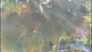 DINNER AT A FRIEND*S  REZO