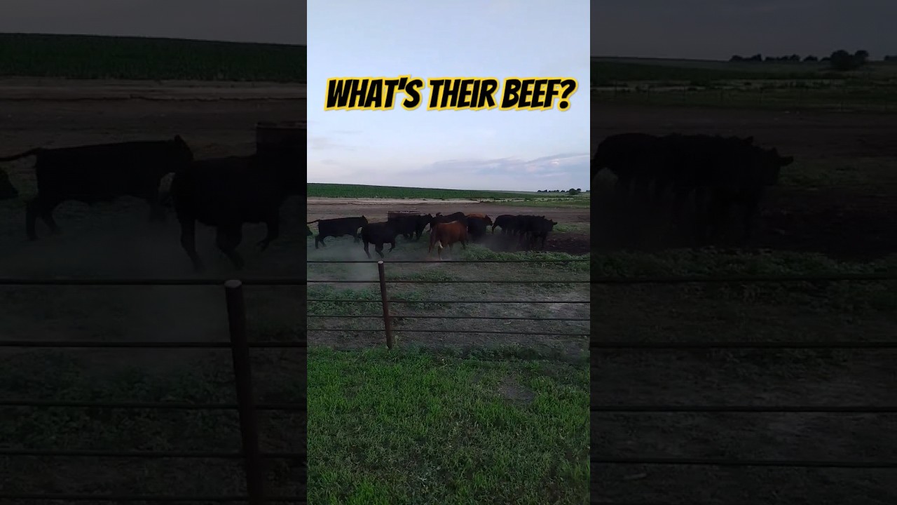 The One Question Cows HATE - YouTube
