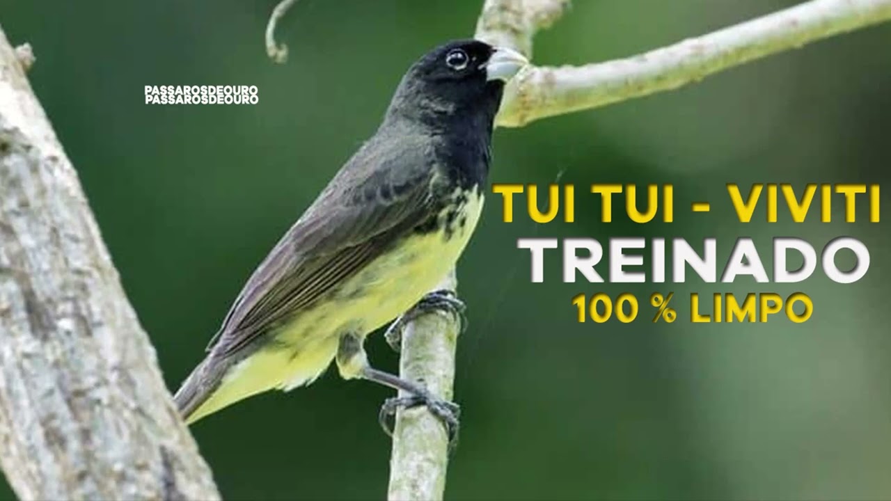 Tui Tui Viviti - Papacapim 100% Treinado pro seu ficar Fera 🐤