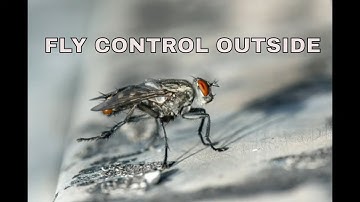 How to get rid of flies in backyard / fly control outside