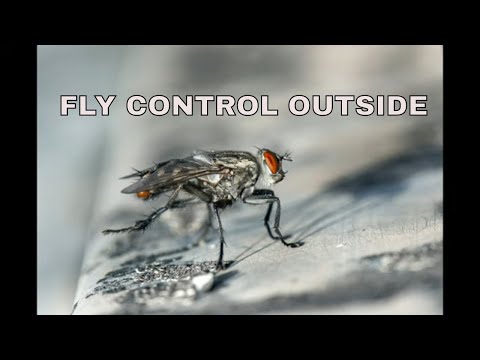 Video: What Grass Protects From Flies