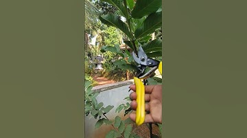 How to Prune Guava Trees for Maximum Fruit Production#gauva #pruning #farming