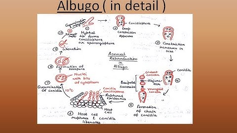 Albugo  | For B.Sc. and M.Sc. | ALL ABOUT BIOLOGY | BY JYOTI VERMA