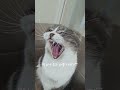 박스냥 두리 하품 시키기^^ #cat #고양이 #동물 #랙돌 #cutecat #shorts #shortvideo #스코티쉬폴드 #집사 #고양이일상 #kitten