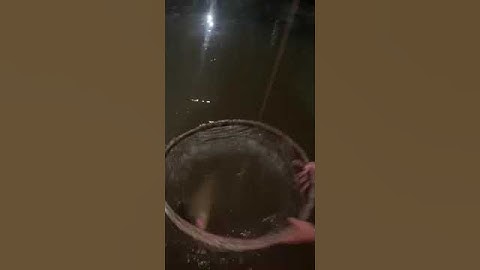 Săn cá cóc khủng tại Đồng Tháp