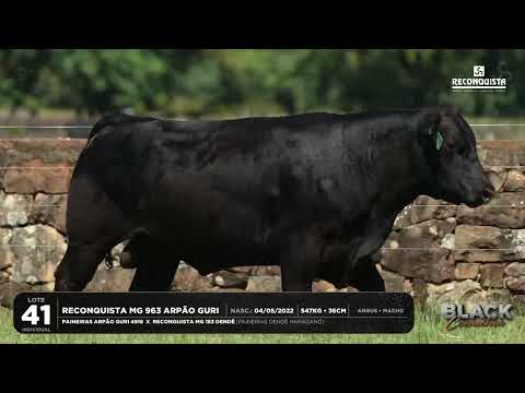 LOTE 41 INDIVIDUAL Reconquista MG 963 Arpão Guri