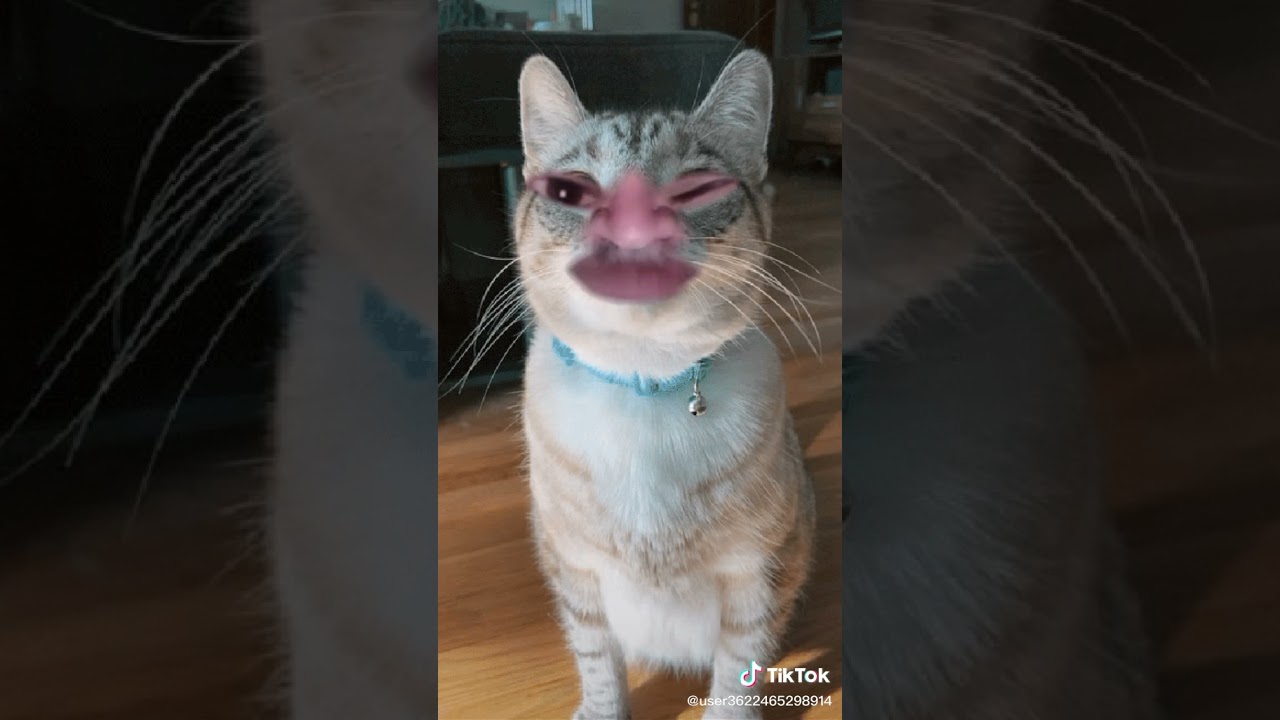 Arab Teeroreest | Mohammad Rajab Wali