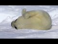 Voices of baby harp seal / アザラシの赤ちゃん鳴き声集