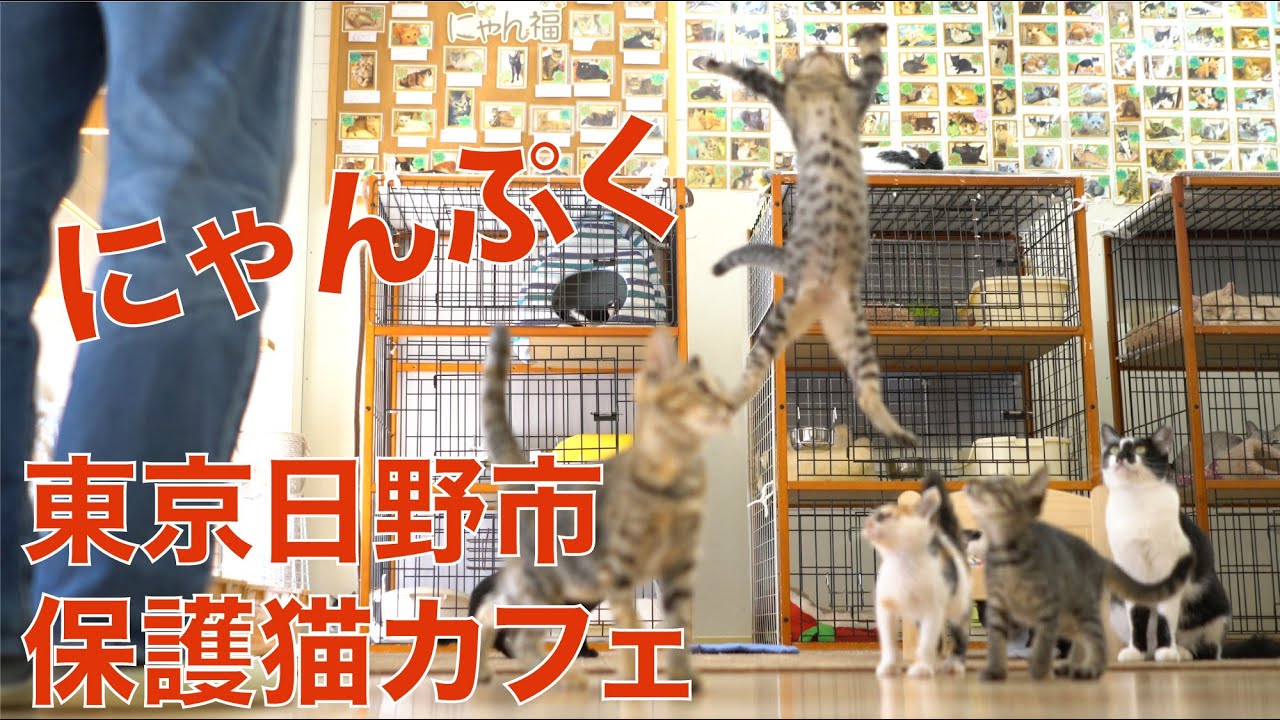 保護猫カフェ にゃん福 日野市にあった保護猫カフェにゃんぷく 今も猫とのお見合いができます 16年 仔猫がいっぱいだったあの日 Youtube 保護猫カフェ にゃん福 日野市にあった保護猫カフェにゃんぷく 今も猫とのお見合いができます 16年 仔猫がいっぱいだったあの日 Youtube