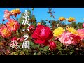 CHIBA. Keisei Rose Garden 2020 Autumn.#4K #京成バラ園 #秋バラ