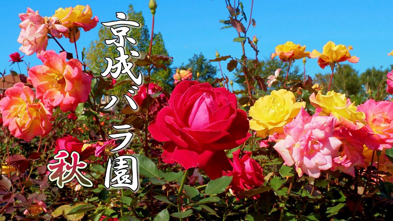 Chiba Keisei Rose Garden Autumn 4k 京成バラ園 秋バラ Youtube