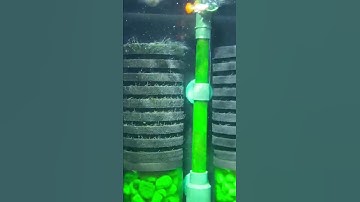 Bùng phát thuỷ tức trong hồ cá lần thứ “n”