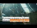 В пожаре на ферме в Чуйской области сгорели 223 быка