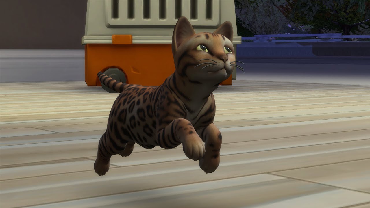 Wir Adoptieren Ein Katzenbaby 08 Die Sims 4 Hunde Und Katzen Lets Play The Sims 4